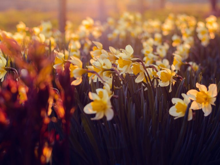 pexels-photo-768897 white and yellow petaled flowers during sunrise