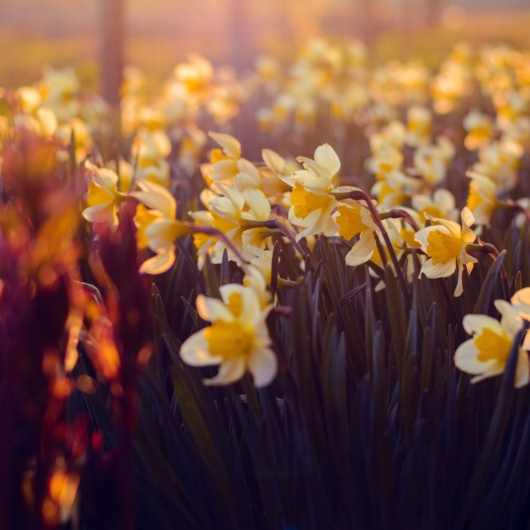 pexels-photo-768897 white and yellow petaled flowers during sunrise
