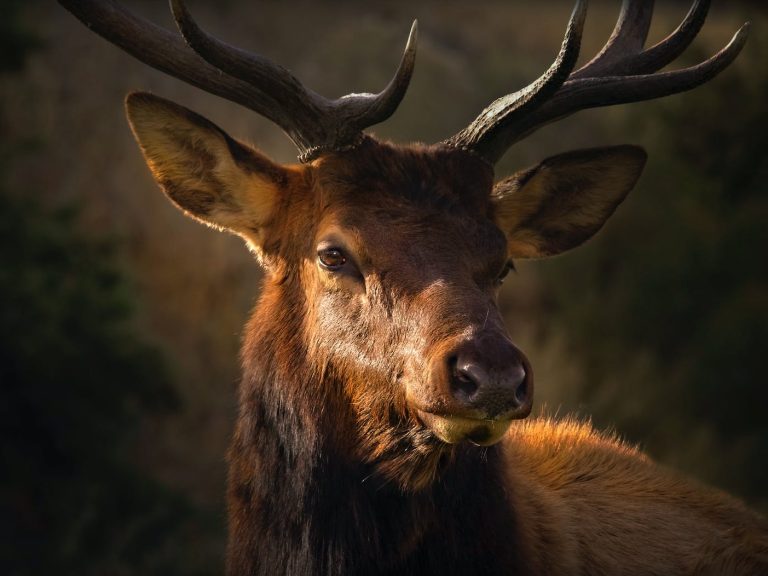 pexels-photo-2576757 close up photo of brown deer