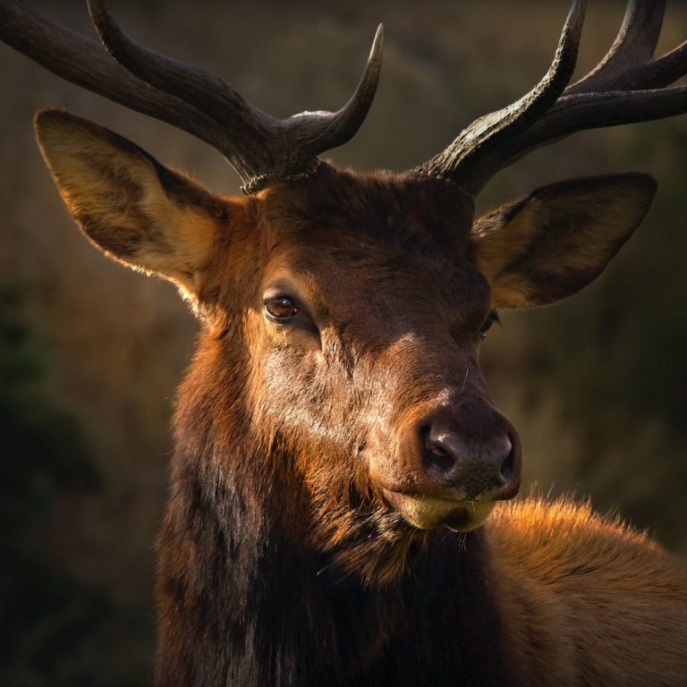 pexels-photo-2576757 close up photo of brown deer