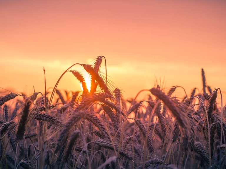 pexels-photo-533982 abendstimmung agriculture back light cereal