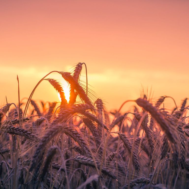 pexels-photo-533982 abendstimmung agriculture back light cereal