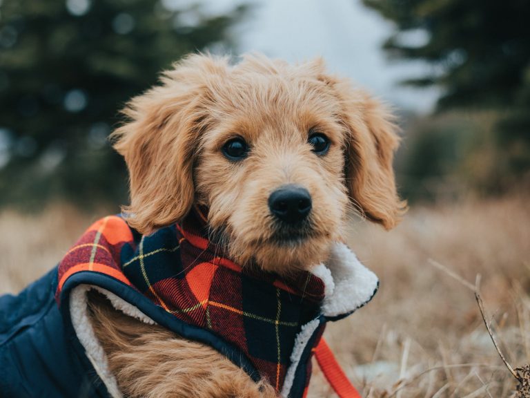 pexels-photo-9942475 a close up of domestic dog in costume outdoors