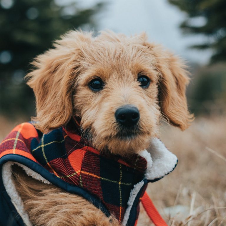 pexels-photo-9942475 a close up of domestic dog in costume outdoors