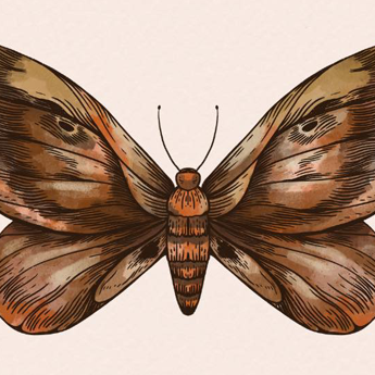 news-butterfly-odriscoll