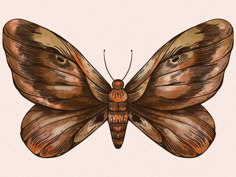 news-butterfly-odriscoll