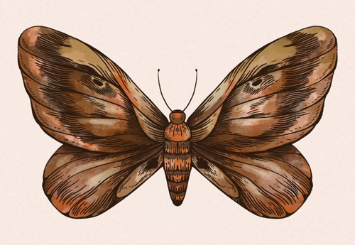 news-butterfly-odriscoll