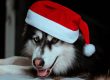 headshot of dog in santa hat