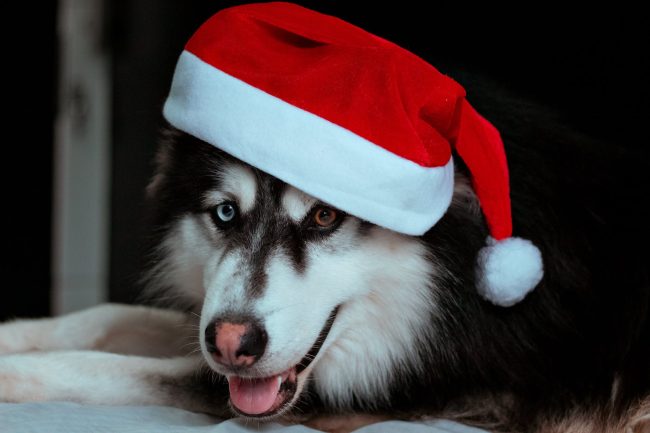 pexels-photo-10639874 headshot of dog in santa hat