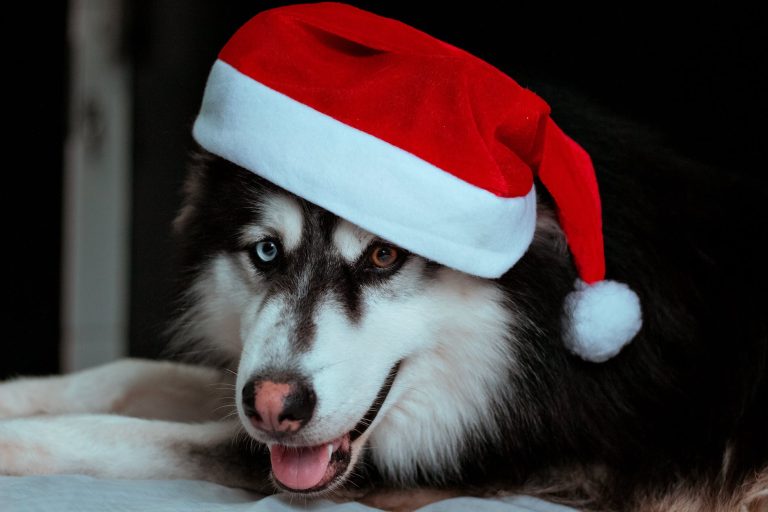 pexels-photo-10639874 headshot of dog in santa hat