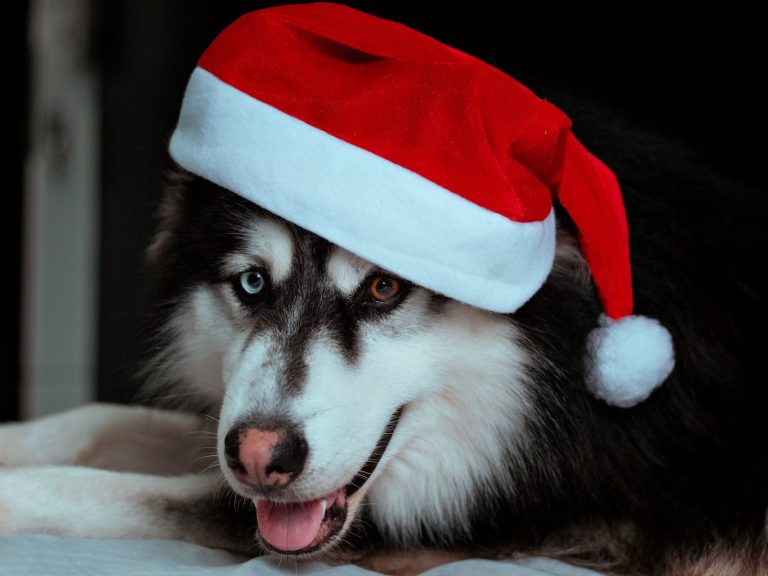 pexels-photo-10639874 headshot of dog in santa hat