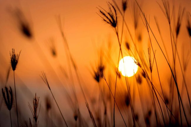pexels-photo-1454752 silhouette photography of grass